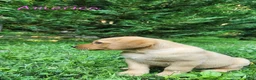 Labrador Retriever dogs for sale: America - Ad 10