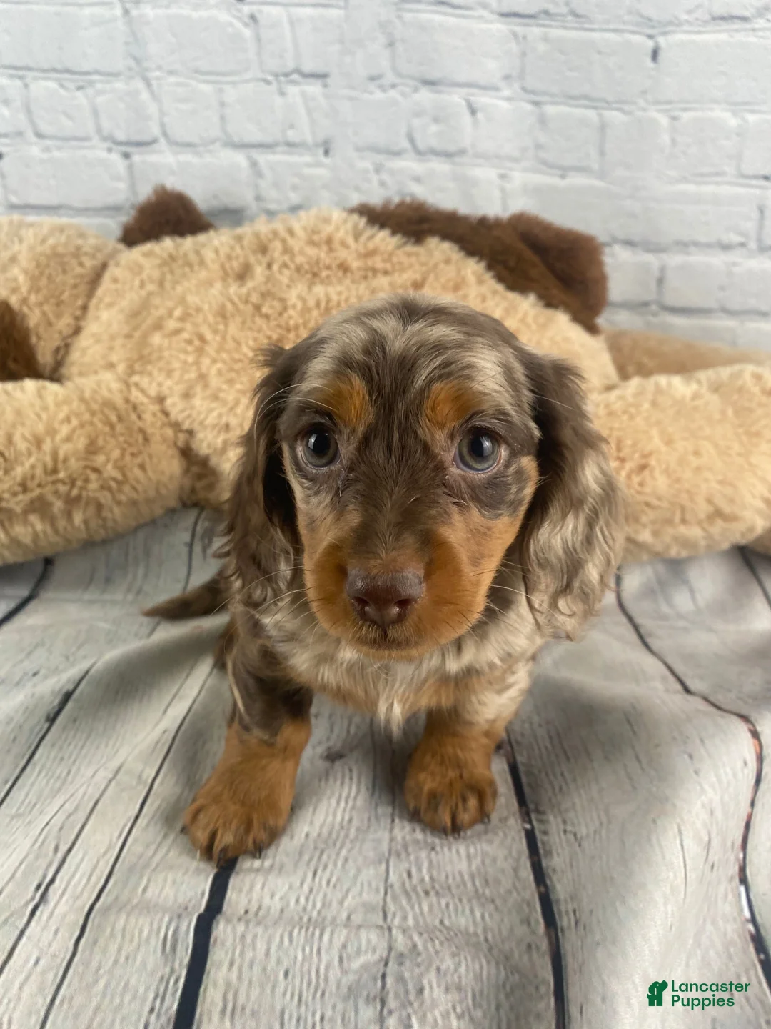 Miniature Dachshund dogs for sale: Nellie - Ad 2