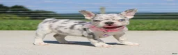 French Bulldog dogs for sale: Pearl - Ad 5