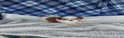 Shih Tzu dogs for sale: HOLLY - Ad 9