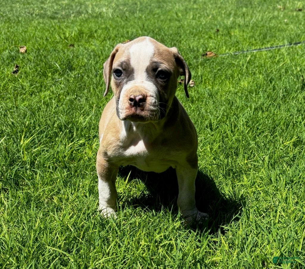 American Bulldog dogs for sale: Girl 3 - Ad 4
