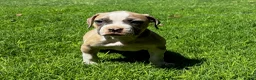 American Bulldog dogs for sale: Girl 3 - Ad 1