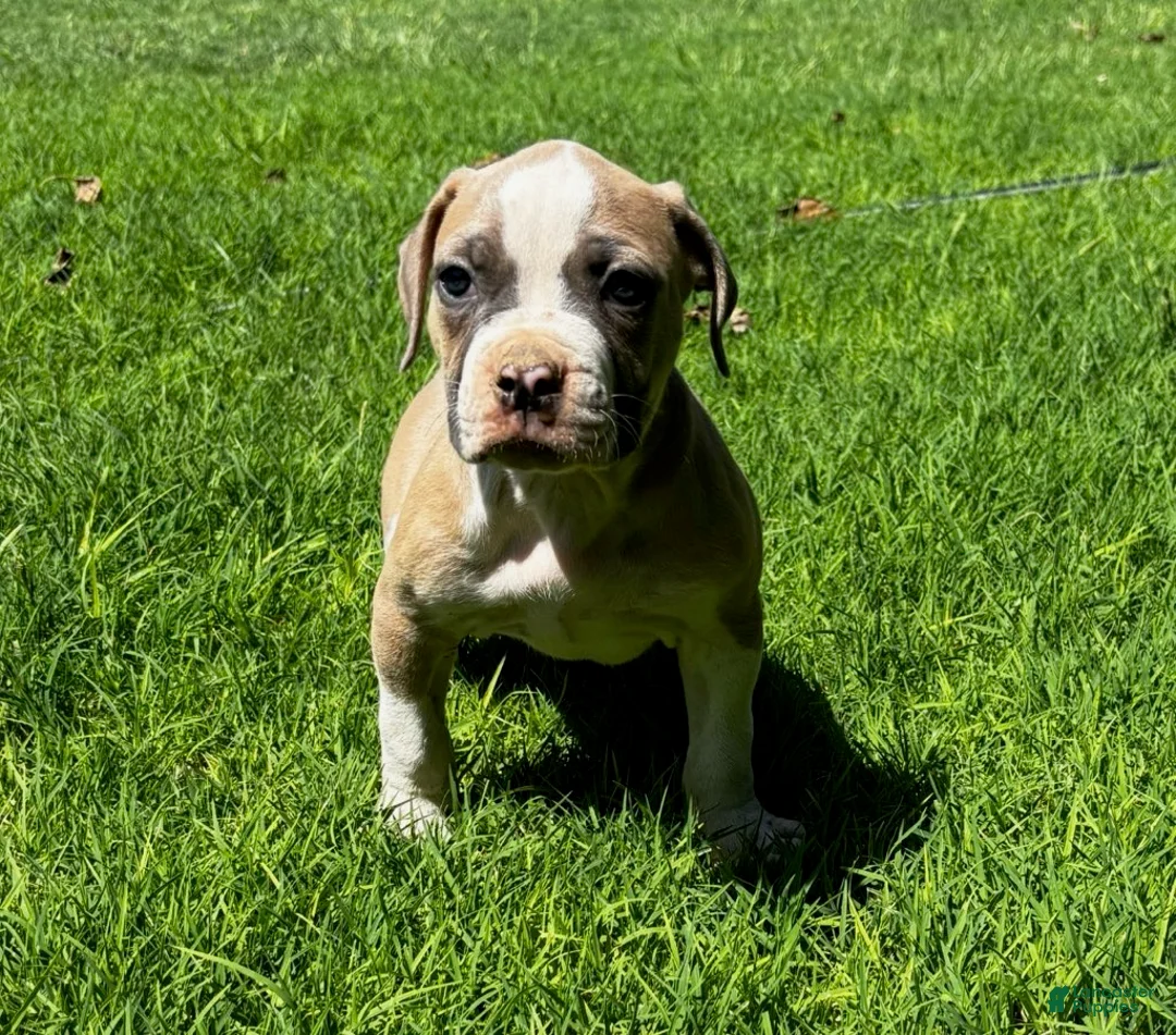 American Bulldog dogs for sale: Girl 3 - Ad 1