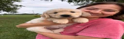 Golden Retriever dogs for sale: Gus - Ad 7