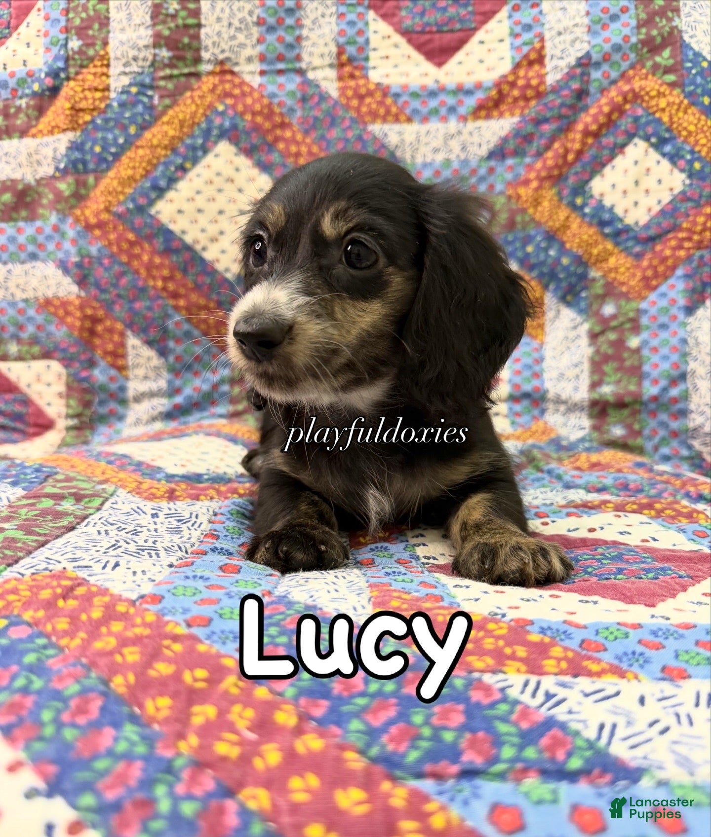 Miniature Dachshund dogs Ready now! Lucy - Dachshund Puppy Black & Cream Piebald Female Long Haired - Ad 2