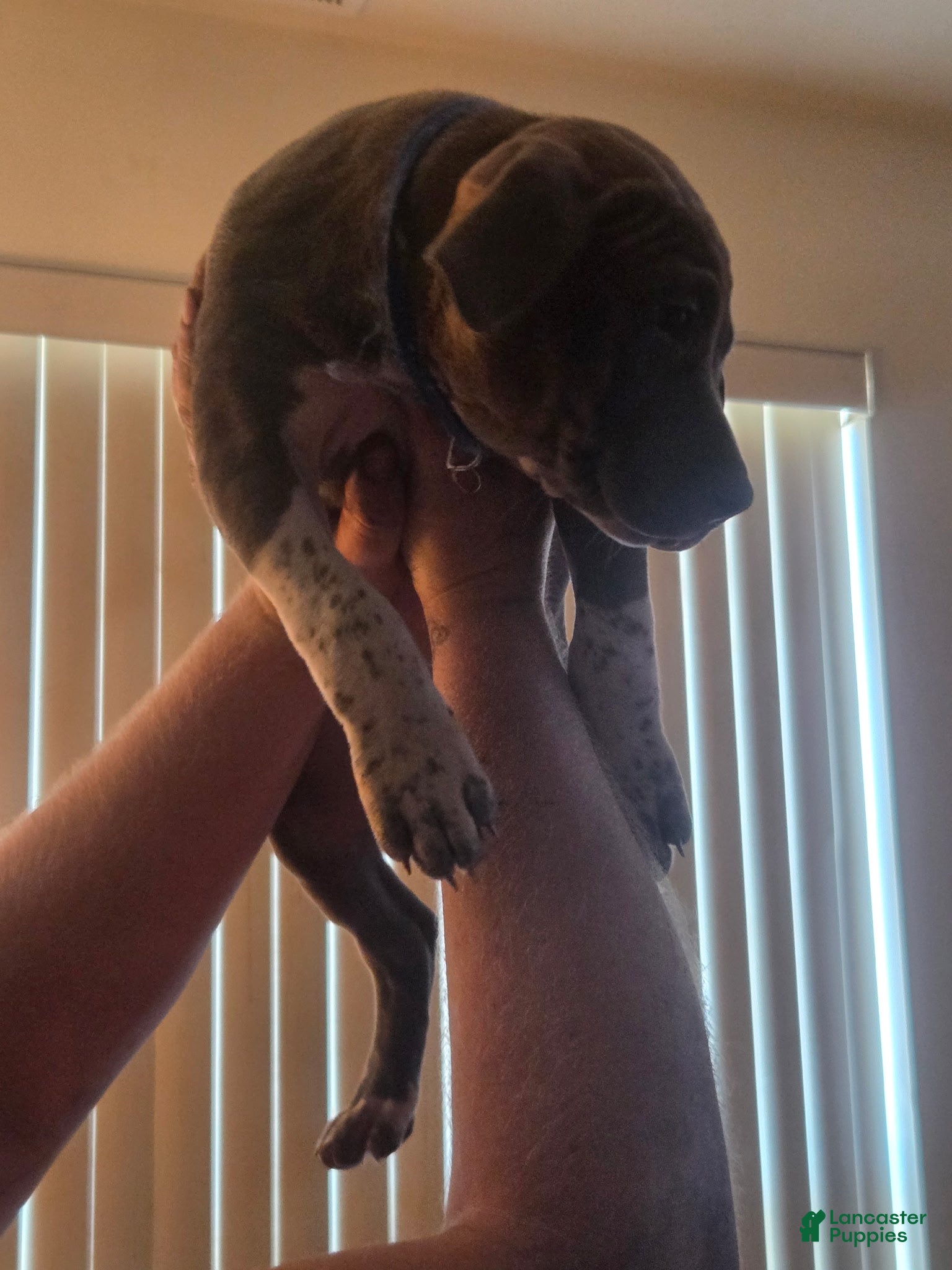 American Pit Bull Terrier dogs American Pit Bull Terrier Puppy 1 - Ad 11