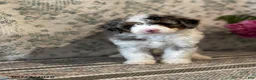 Mini Sheepadoodle dogs for sale: Amber - Ad 6