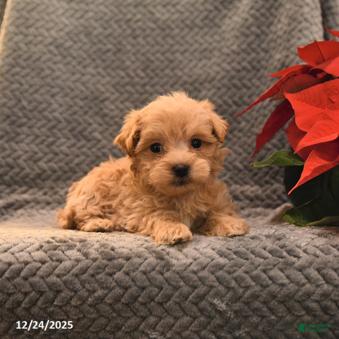 Maltipoo dogs for sale: Tootsie - Ad 3