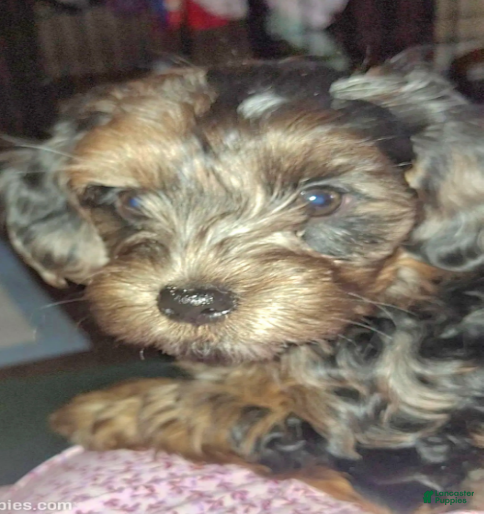 Yorkiepoo dogs for sale: Boy - Ad 1