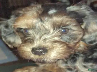 Yorkiepoo dogs for sale: Boy - Ad 1