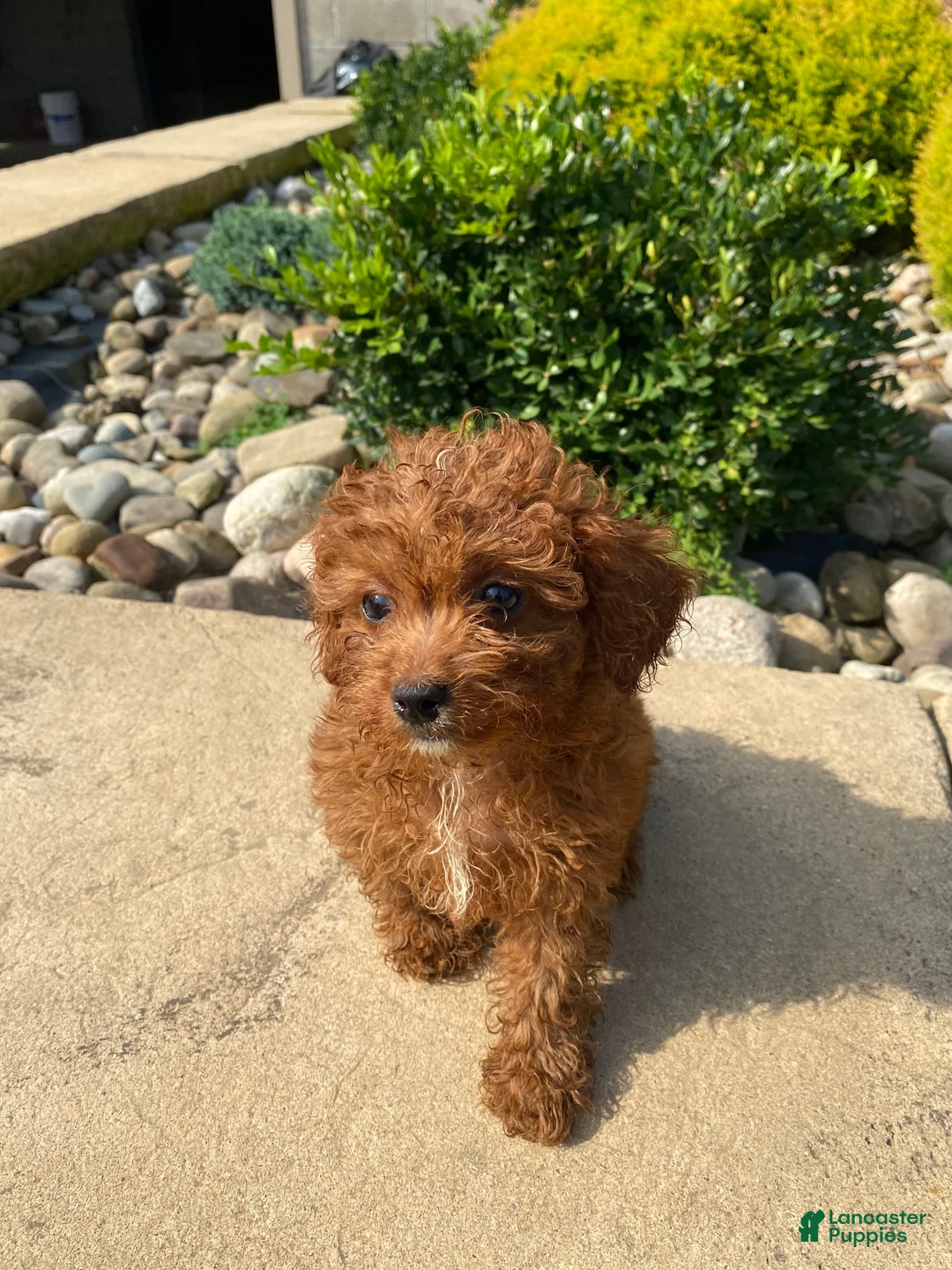 Cavapoo dogs for sale: Betty - Ad 13