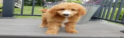 Mini Goldendoodle dogs for sale: Douglas - Ad 4