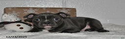 Frenchton dogs for sale: Dallas - Ad 4