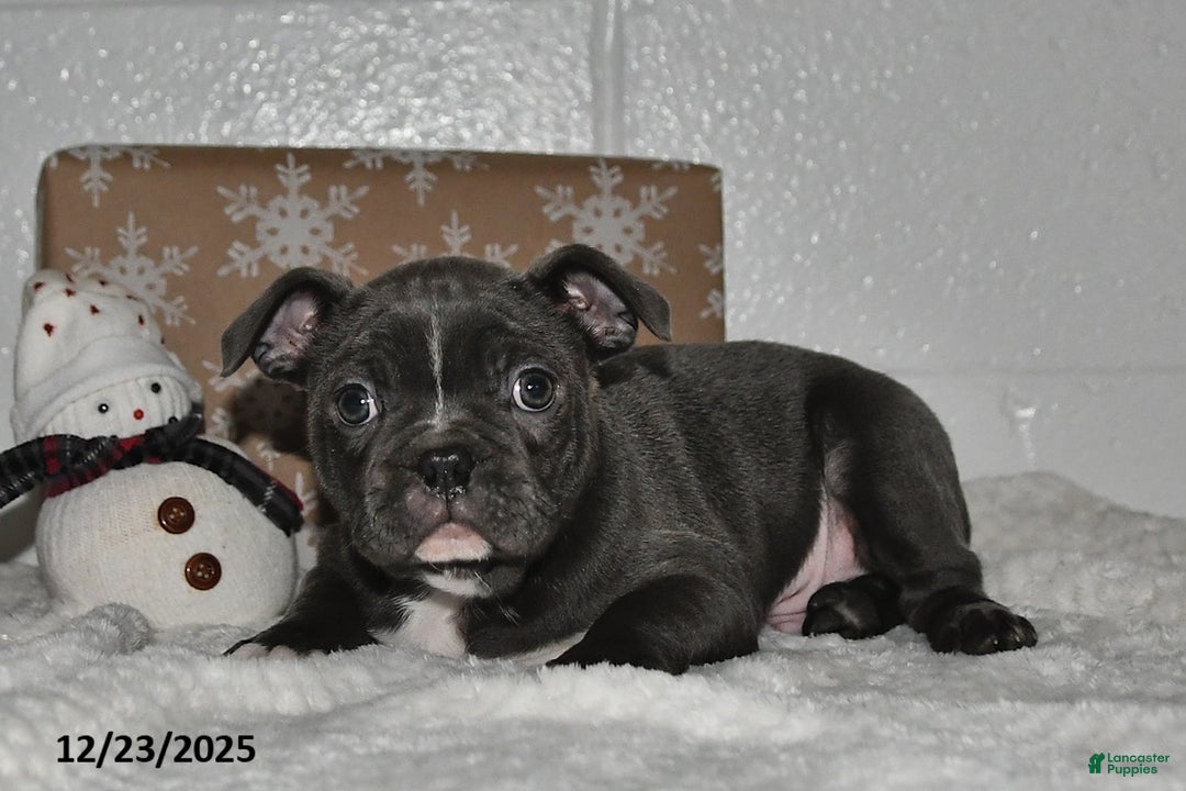 Frenchton dogs for sale: Dallas - Ad 4