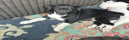 Rat Terrier dogs for sale: George - Ad 6