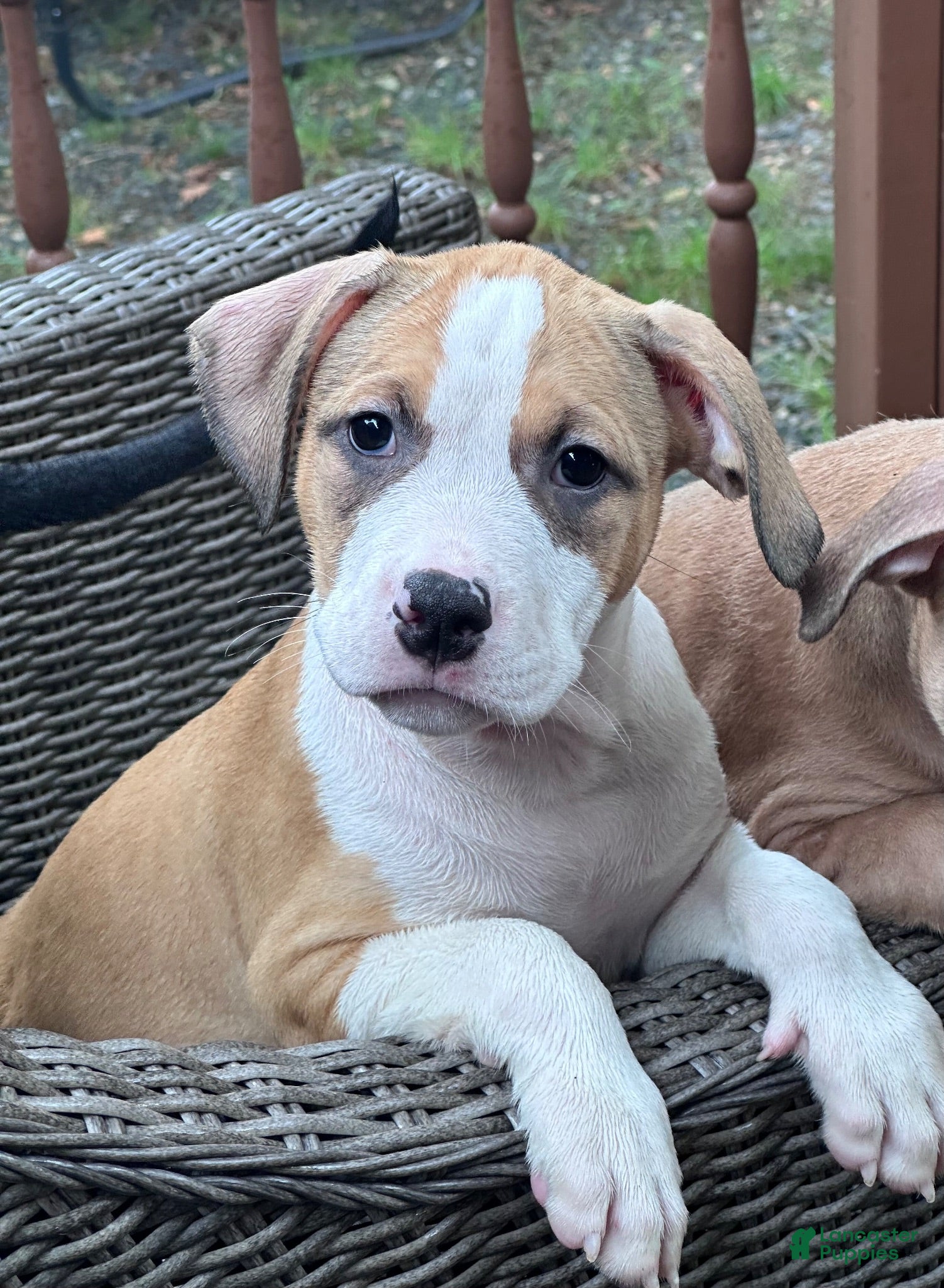 Mixed Breed dogs for sale: Sasha - Ad 4