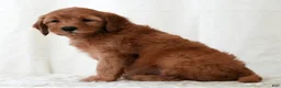 Mini Goldendoodle dogs for sale: Rio - Ad 3