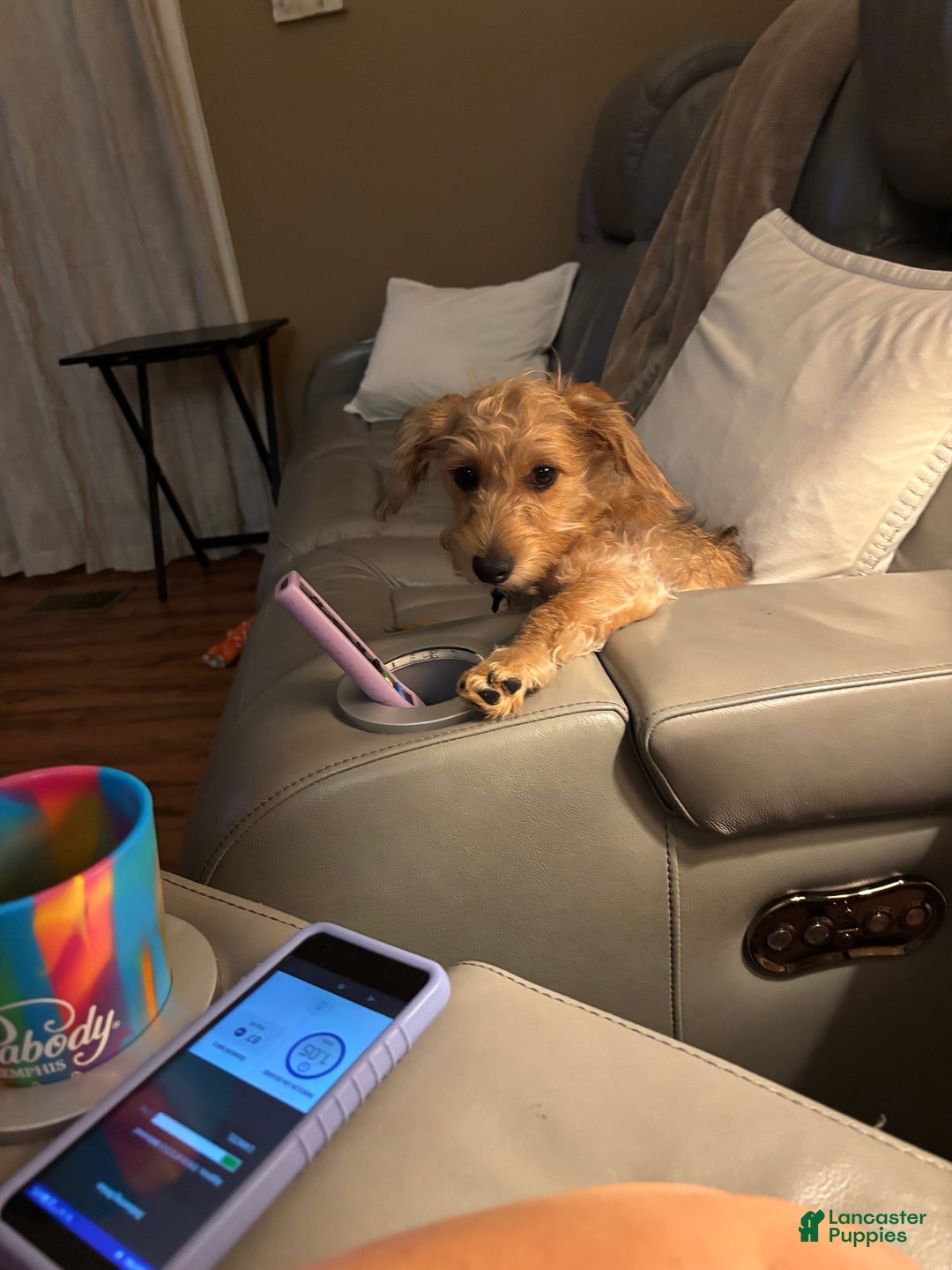 Doxiepoo dogs for sale: Doxiepoo Puppy 1 - Ad 3