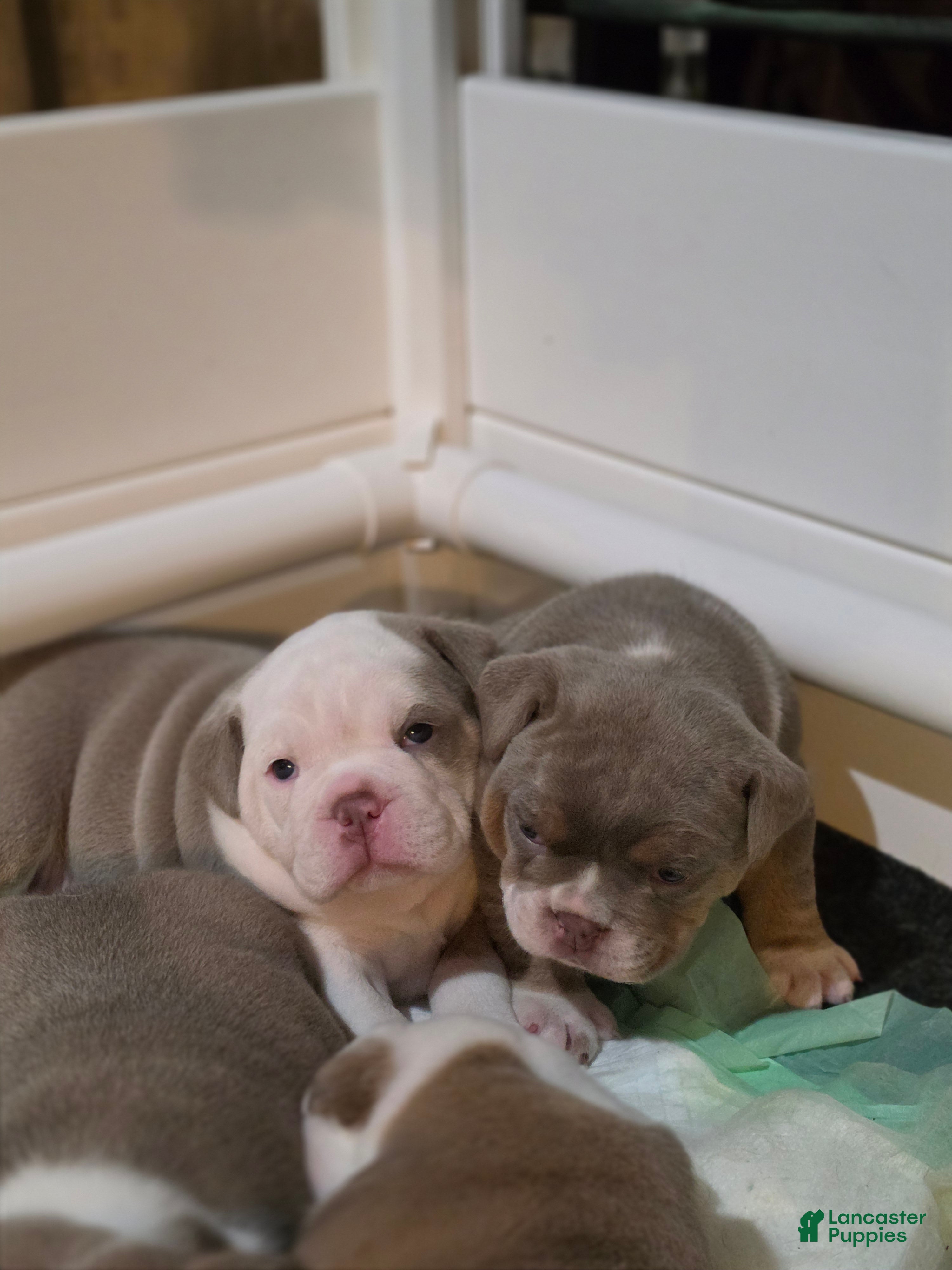 Olde English Bulldogge dogs Olde English Bulldogge 1 Angel 😇  - Ad 2