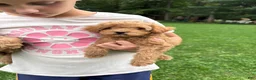 Mini Goldendoodle dogs for sale: Gunner  - Ad 7