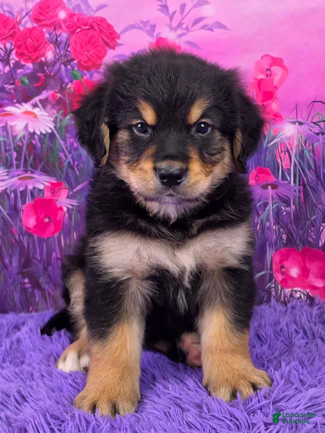 Mixed Breed dogs Arthur - Ad 1