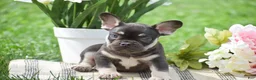 French Bulldog dogs for sale: Veronica - Ad 3