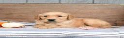 Golden Retriever dogs for sale: Wynn - Ad 4