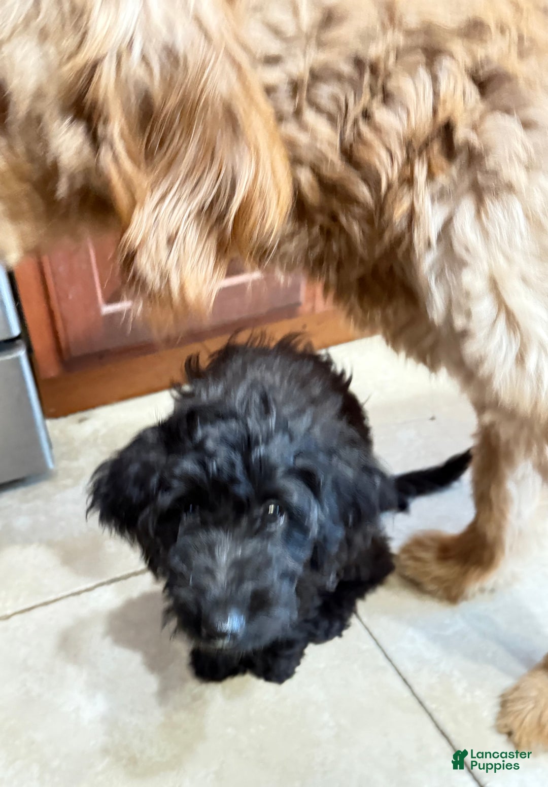 Mini Goldendoodle dogs for sale: Theo - Ad 3