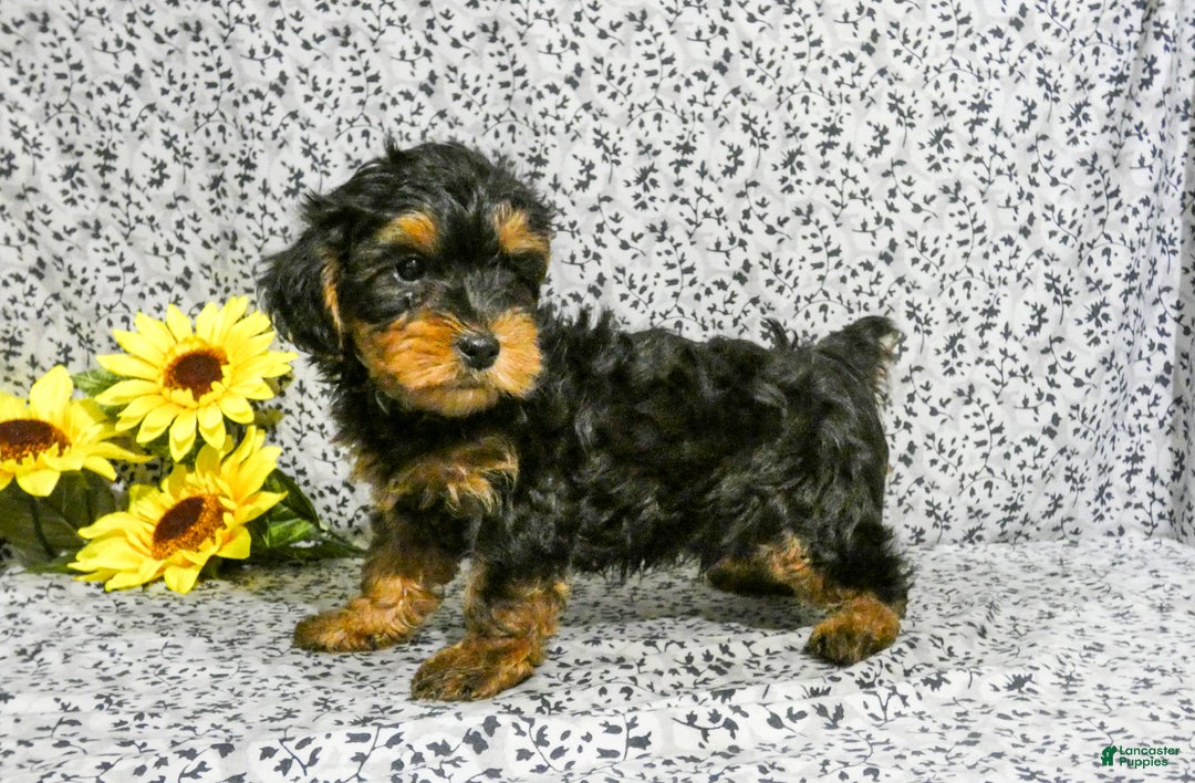 Yorkiepoo dogs for sale: Winston - Ad 2