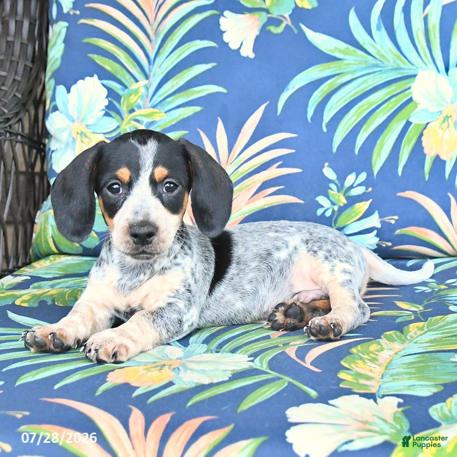 Miniature Dachshund dogs Jackson - Ad 2