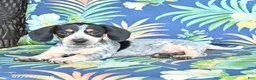 Miniature Dachshund dogs for sale: Jackson - Ad 2
