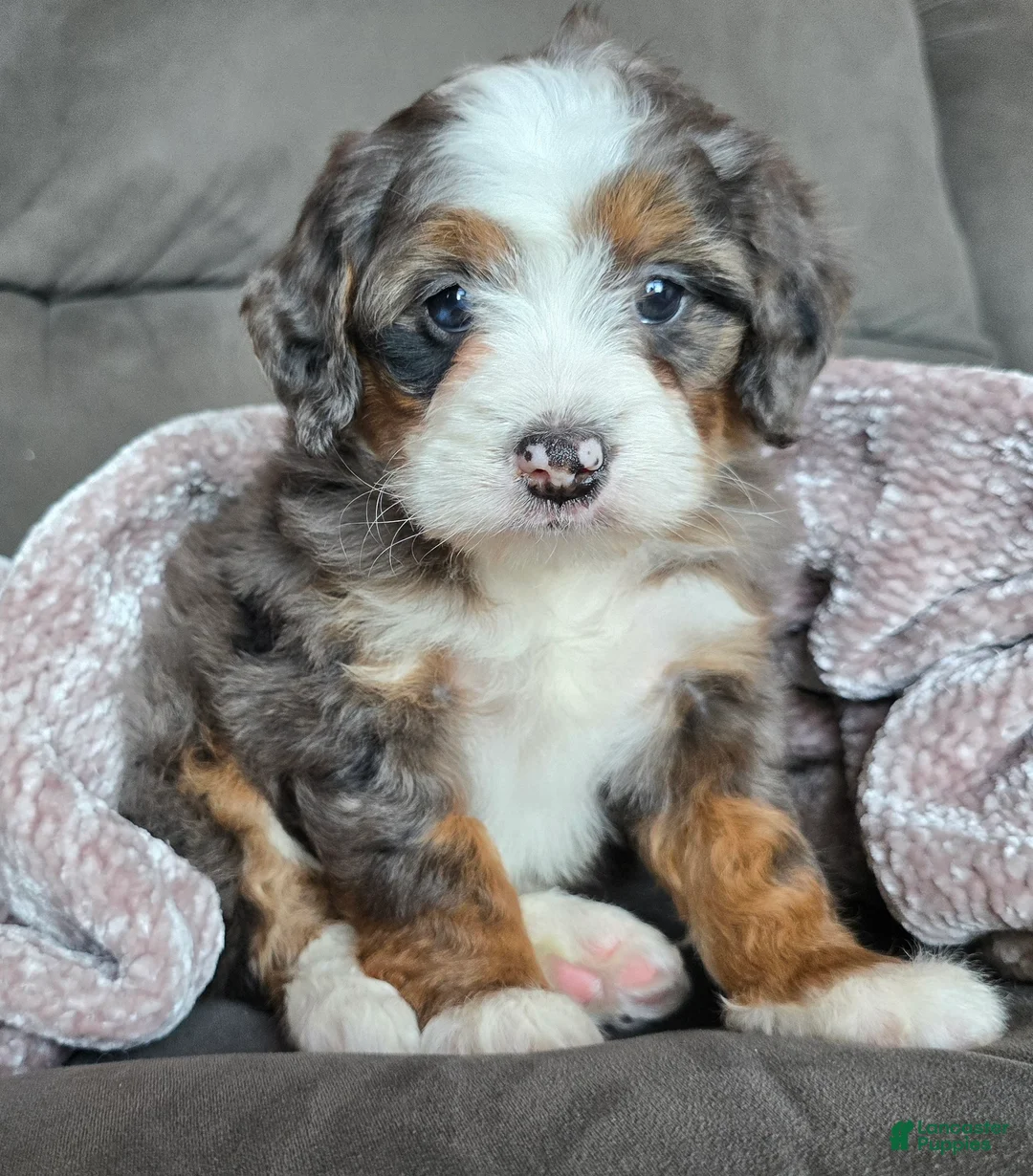Mini Bernedoodle dogs for sale: Mini Izzy - Ad 2