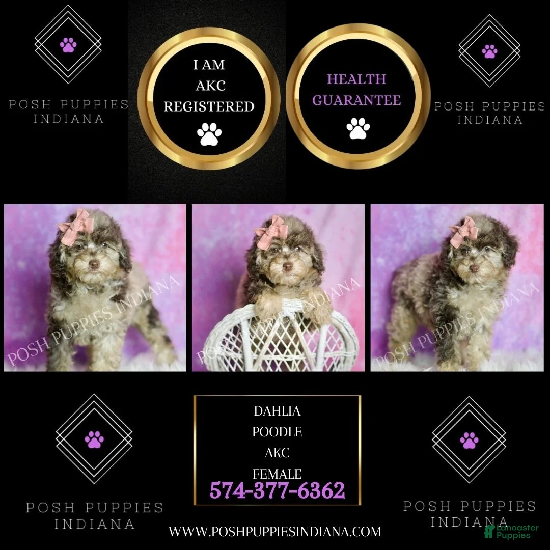 Standard Poodle dogs for sale: Dahlia - Ad 2