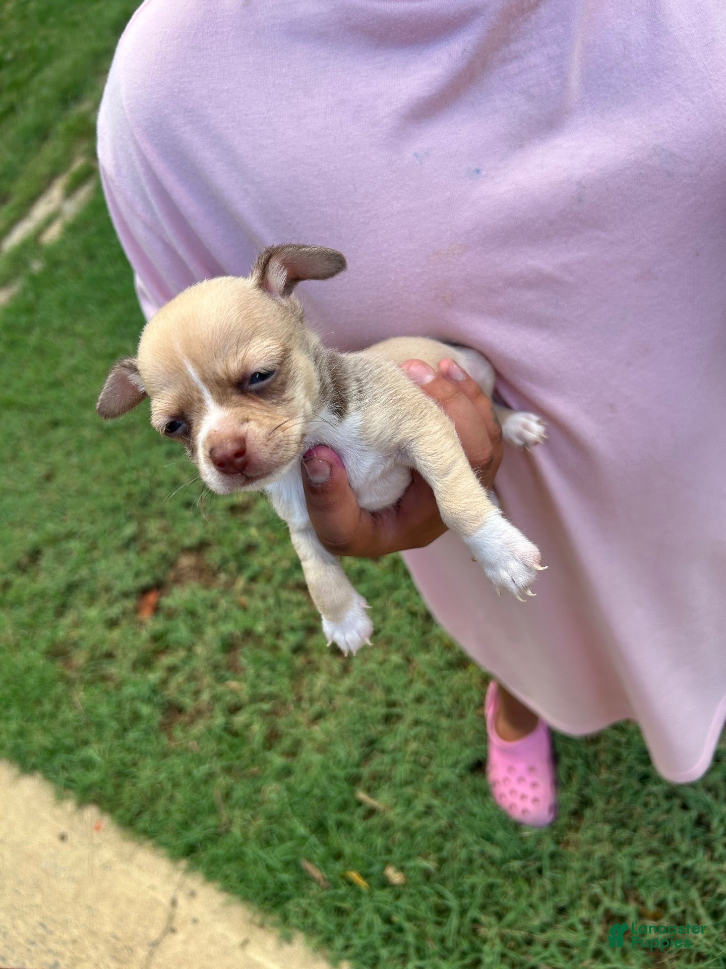 Cavapoo dogs Chiweenie  - Ad 8