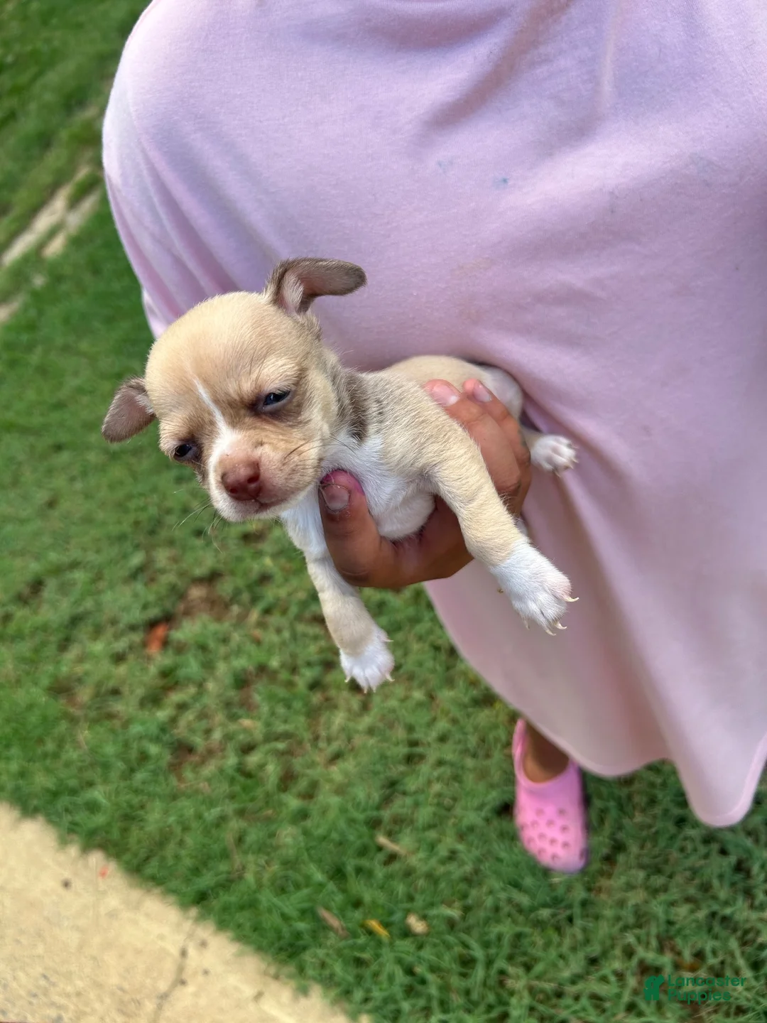 Cavapoo dogs for sale: Chiweenie  - Ad 1