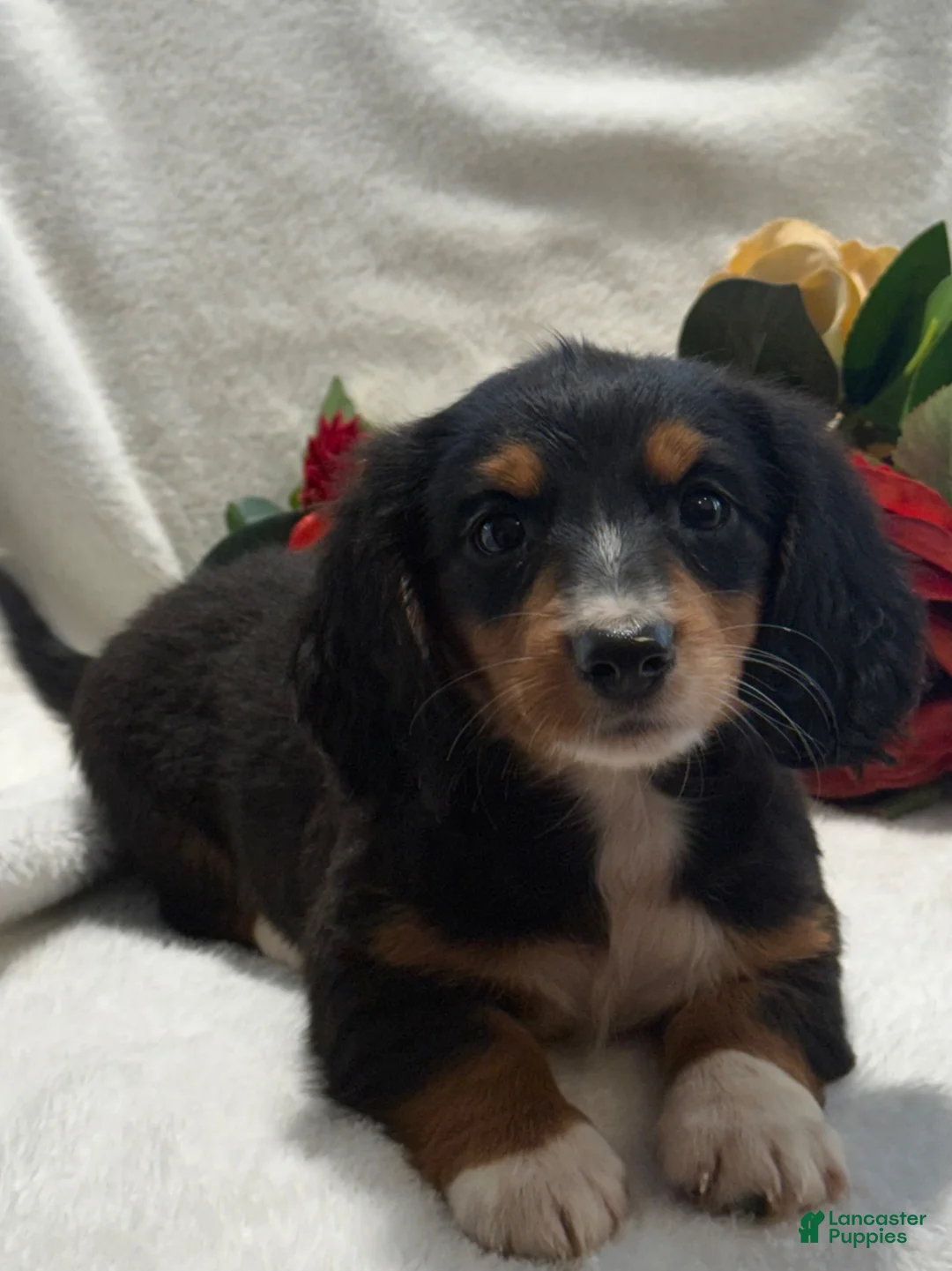 Miniature Dachshund dogs for sale: Patrick  - Ad 2