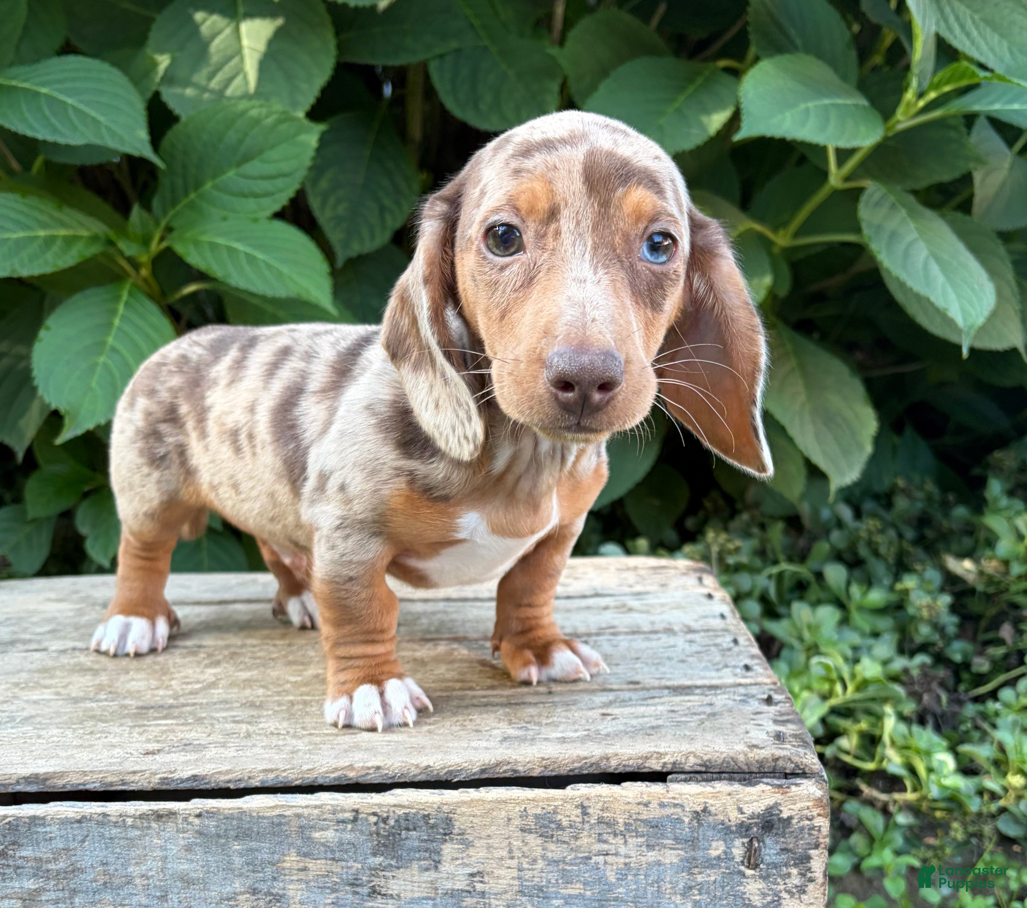 Dachshund dogs Finn - Ad 2