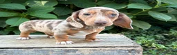 Dachshund dogs for sale: Finn - Ad 2