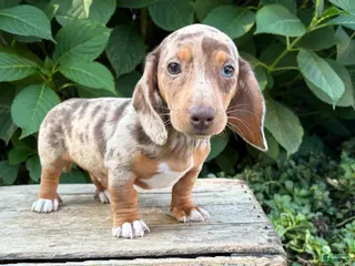 Dachshund dogs Finn - Ad 2