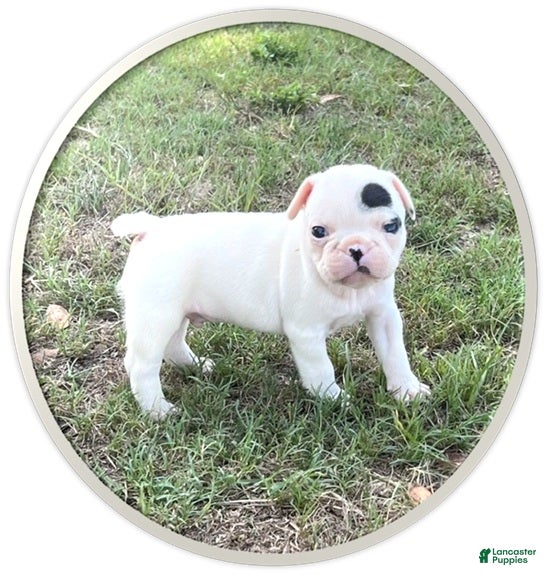 Frenchton dogs Frenchton 2 - Ad 1