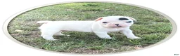 Frenchton dogs for sale: Frenchton 2 - Ad 1