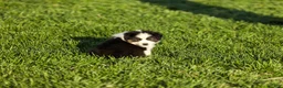 Miniature Australian Shepherd dogs for sale: Logan Miniature Australian Shepherd Puppy  - Ad 2
