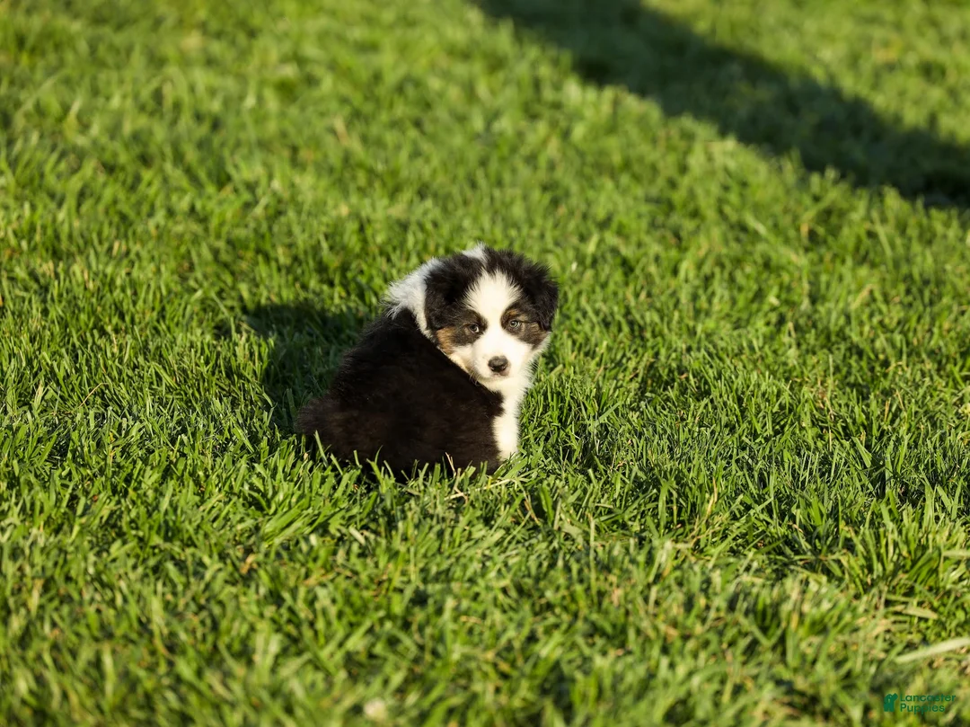 Miniature Australian Shepherd dogs for sale: Logan Miniature Australian Shepherd Puppy  - Ad 2