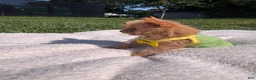 Yorkshire Terrier dogs for sale: Yorkshire Terrier 1 - Ad 11