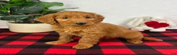 Mini Goldendoodle dogs for sale: Gala - Ad 5