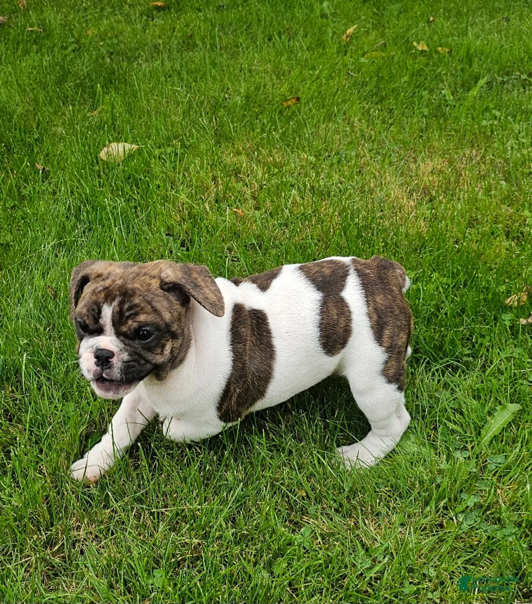 Mixed Breed dogs for sale: Rollo Tubby - Ad 2