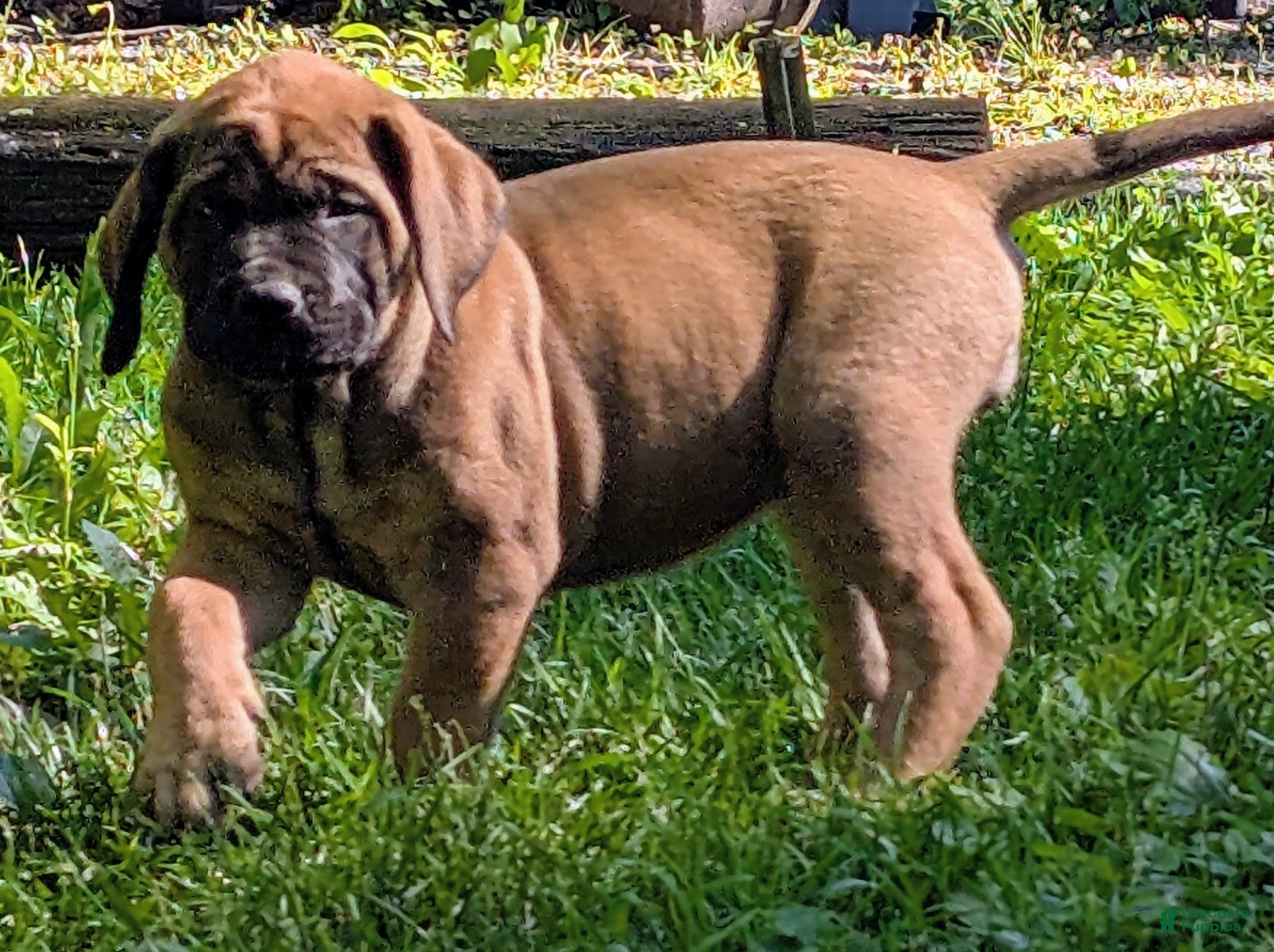 English Mastiff dogs English Mastiff Puppy 2 - Ad 1