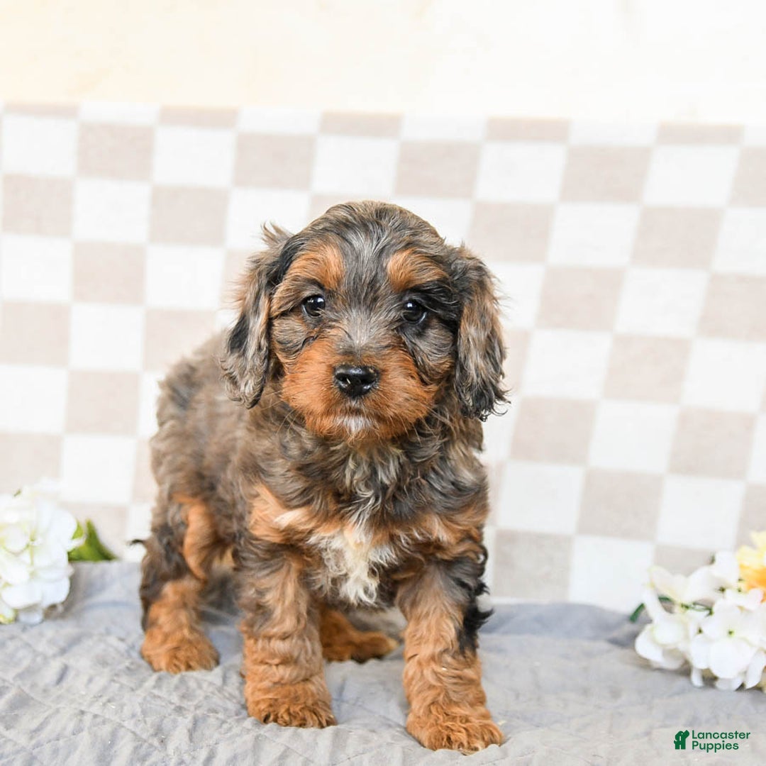 Cavapoo dogs for sale: Remy - Ad 1
