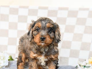 Cavapoo dogs Remy - Ad 9