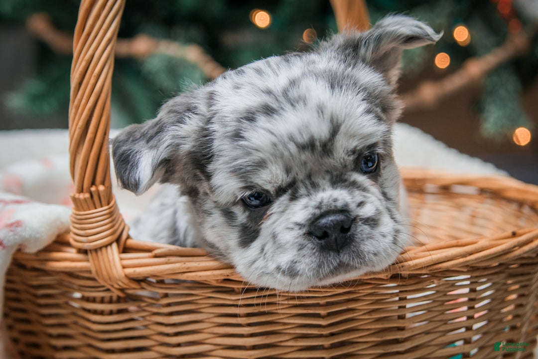 French Bulldog dogs for sale: Willow - fluffy  - Ad 2